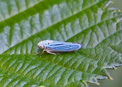 Graphocephala atropunctata