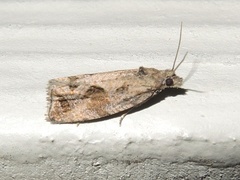 Endothenia nubilana