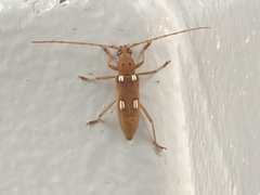 Eburia quadrigeminata