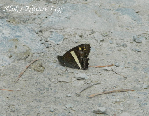 common satyr