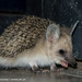 Long-eared Hedgehog - Photo (c) Rainer Skrovny, some rights reserved (CC BY-NC), uploaded by Rainer Skrovny