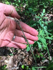 Carex polymorpha