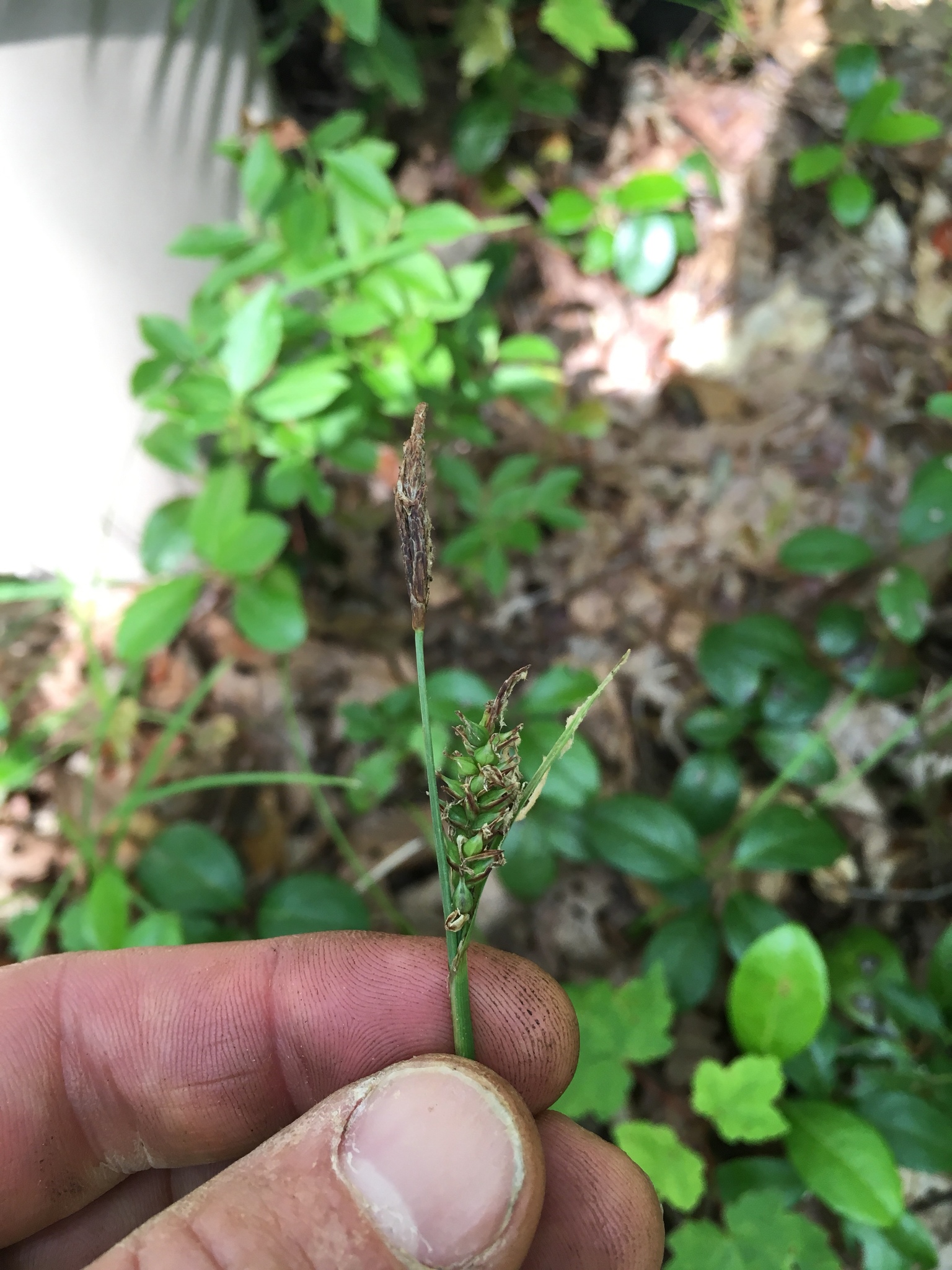 Carex polymorpha