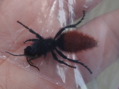 Dasymutilla klugii