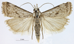Microcrambus strabelos