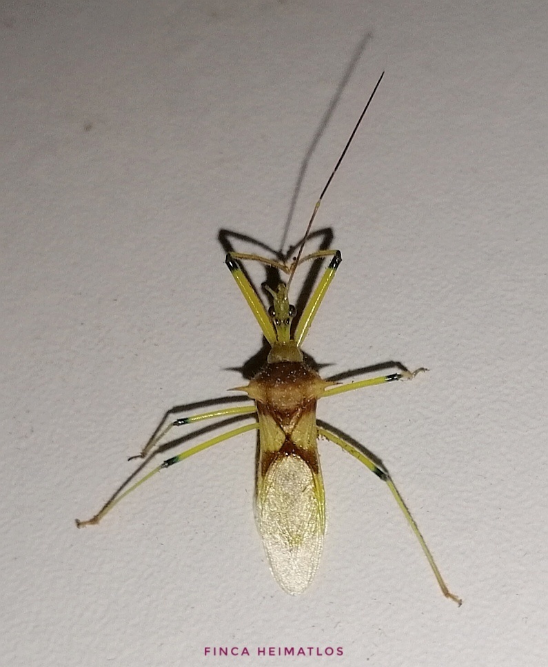 Ploeogaster gesana