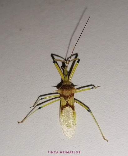 Ploeogaster gesana