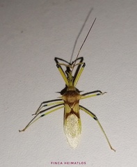 Ploeogaster