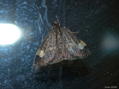 Evergestis unimacula