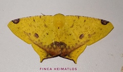 Nepheloleuca illiturata