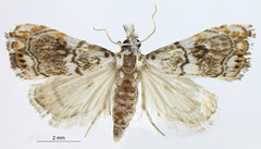 Neoeromene parvalis