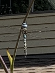 Rhionaeschna californica