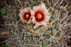 Coryphantha poselgeriana