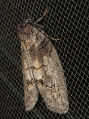Discophlebia celaena