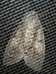 Discophlebia celaena