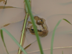 Lithobates montezumae