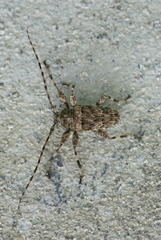Oreodera graphiptera