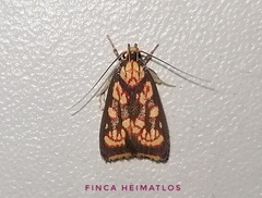 Inga trifurcata