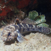 Rock Goby - Photo (c) Julien Renoult, some rights reserved (CC BY), uploaded by Julien Renoult