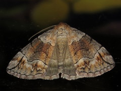 Dysbatus stenodesma