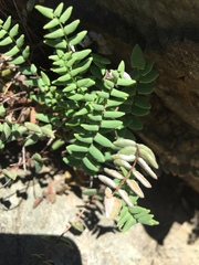 Pellaea bridgesii