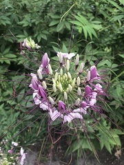 Cleome houtteana