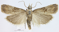 Novocrambus propygmaeus