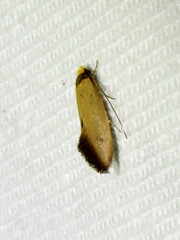 Edosa balanosema