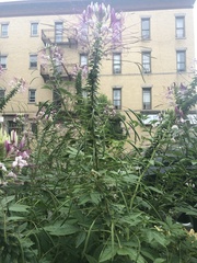 Cleome houtteana