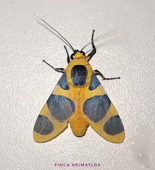 Emurena lurida