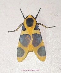 Emurena lurida