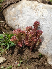 Sedum atratum