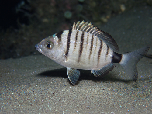 Representative image of Diplodus puntazzo