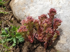 Sedum atratum