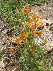 Erythrina leptorhiza