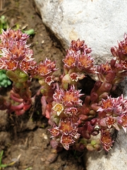 Sedum atratum