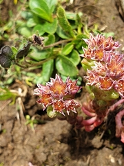 Sedum atratum