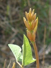 Erythrina leptorhiza