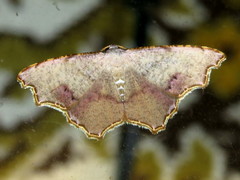 Epicompsa xanthocrossa