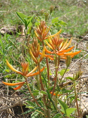 Erythrina leptorhiza