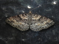Aponotoreas