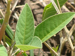 Erythrina leptorhiza