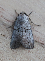 Sympistis greyi