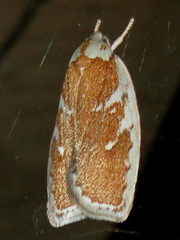 Euchaetis rhizobola