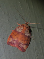 Euchaetis rufogrisea