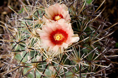 Coryphantha poselgeriana