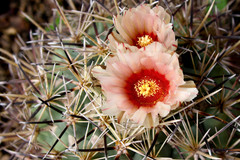 Coryphantha poselgeriana
