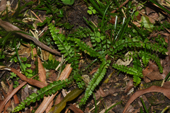 Asplenium ulbrichtii