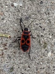 Pyrrhocoris apterus