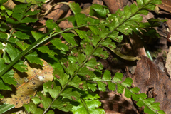 Asplenium ulbrichtii